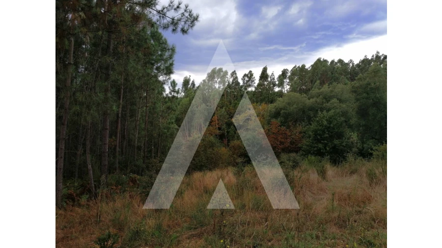 Terreno para Venda em Macinhata do Vouga Foto 1