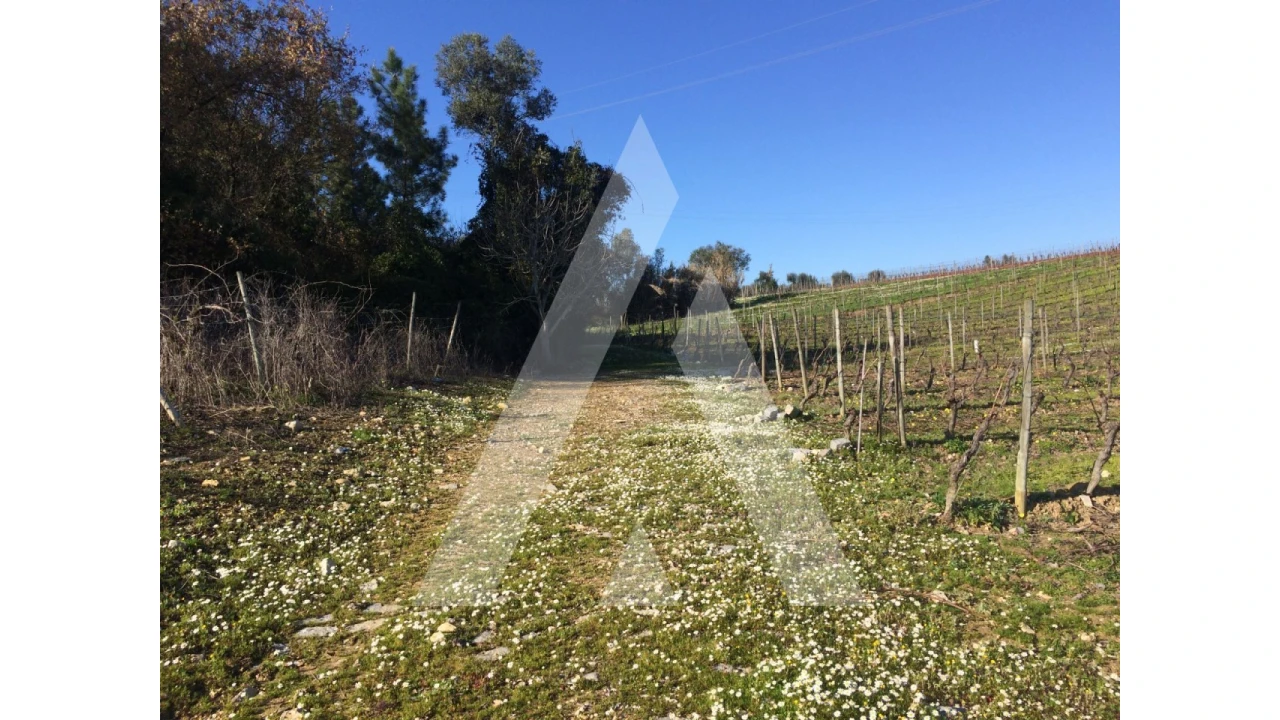Terreno para Venda em São Lourenço do Bairro Foto 4