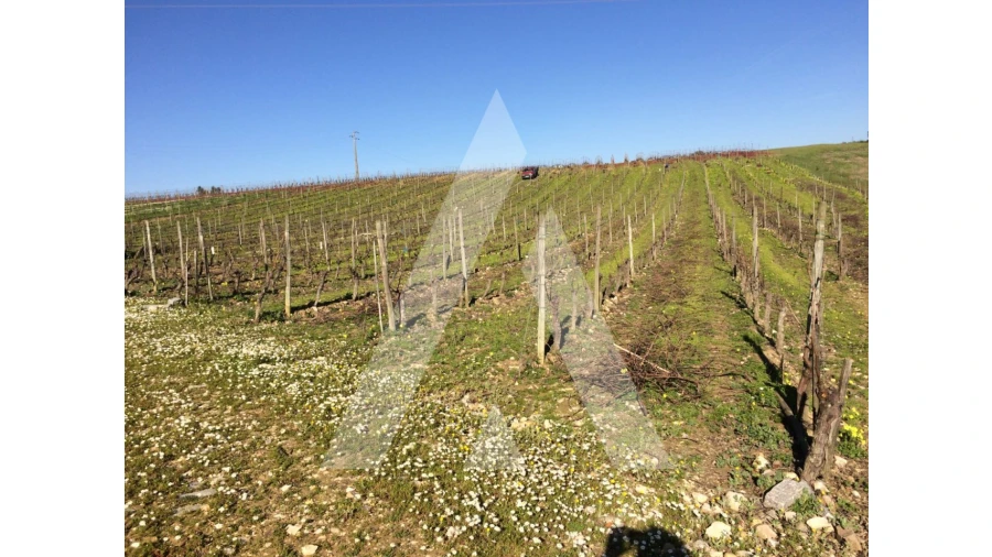 Terreno para Venda em São Lourenço do Bairro Foto 2