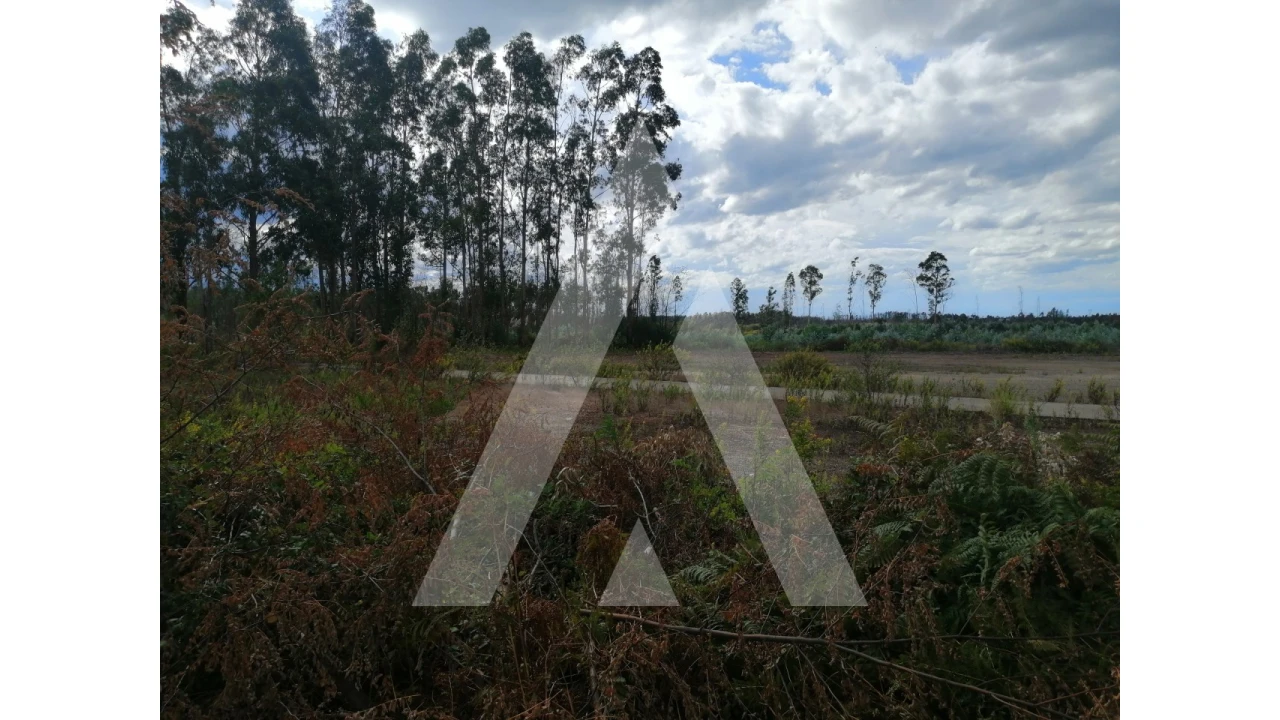 Terreno para Venda em Macinhata do Vouga Foto 1