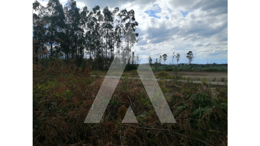Terreno para Venda em Macinhata do Vouga Foto 1