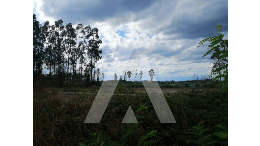 Terreno para Venda em Macinhata do Vouga Foto 3