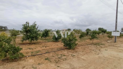 Terreno para Venda em Guia