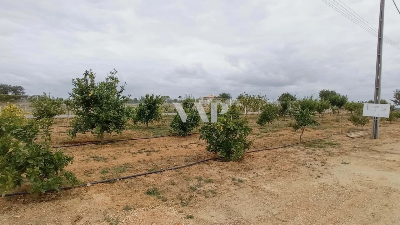 Terreno para Venda em Guia Foto 18