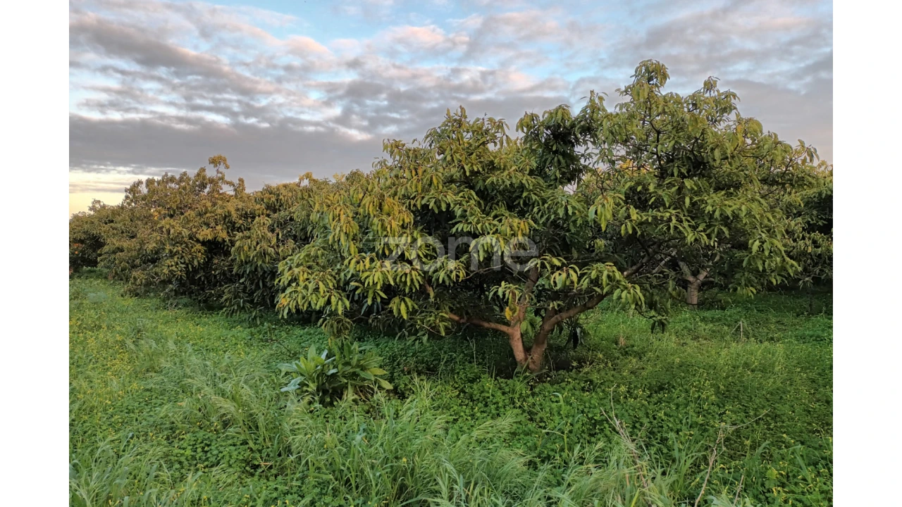 Terreno para Venda em Silves Foto 7