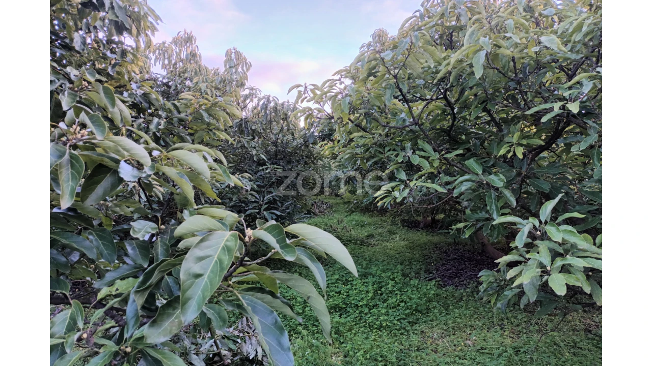 Terreno para Venda em Silves Foto 12