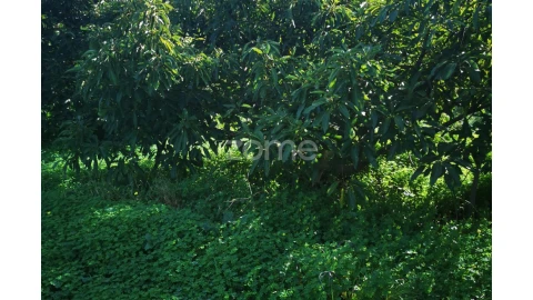 Terreno para Venda em Silves