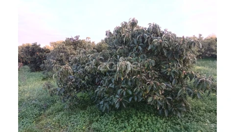 Terreno para Venda em Silves