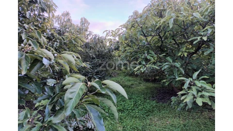 Terreno para Venda em Silves