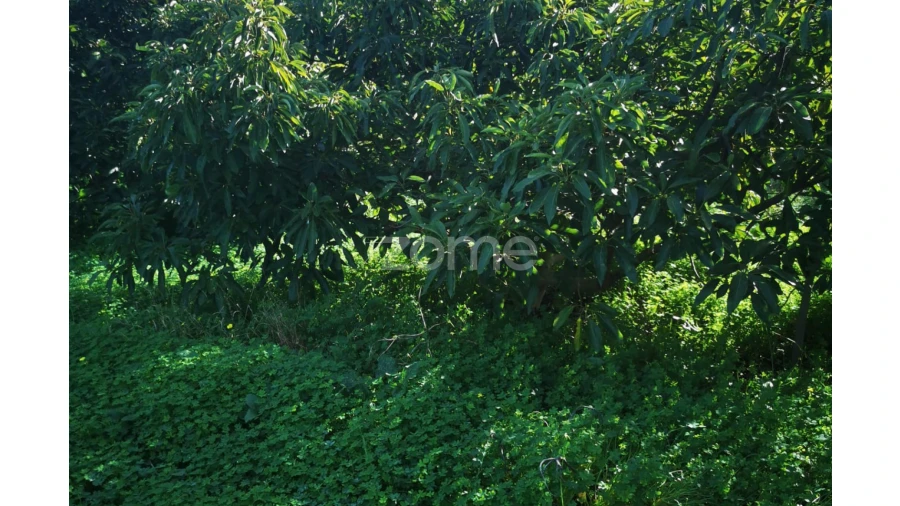 Terreno para Venda em Silves Foto 2