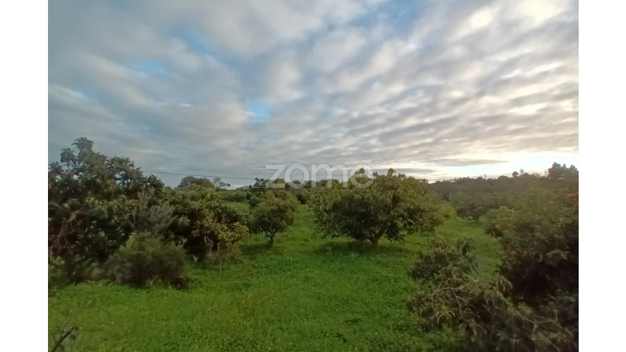 Terreno para Venda em Silves Foto 6