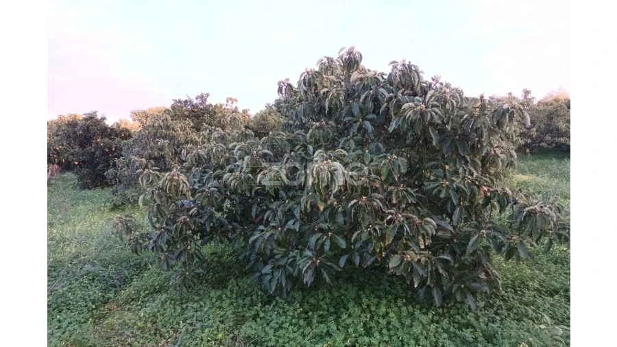 Terreno para Venda em Silves Foto 10