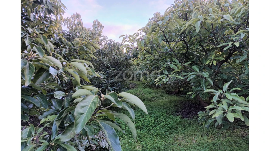 Terreno para Venda em Silves Foto 12