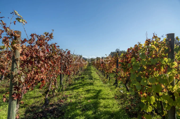 Quinta T6 para Venda em Silgueiros Foto 51