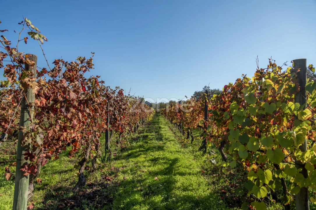 Quinta T6 para Venda em Silgueiros Foto 51