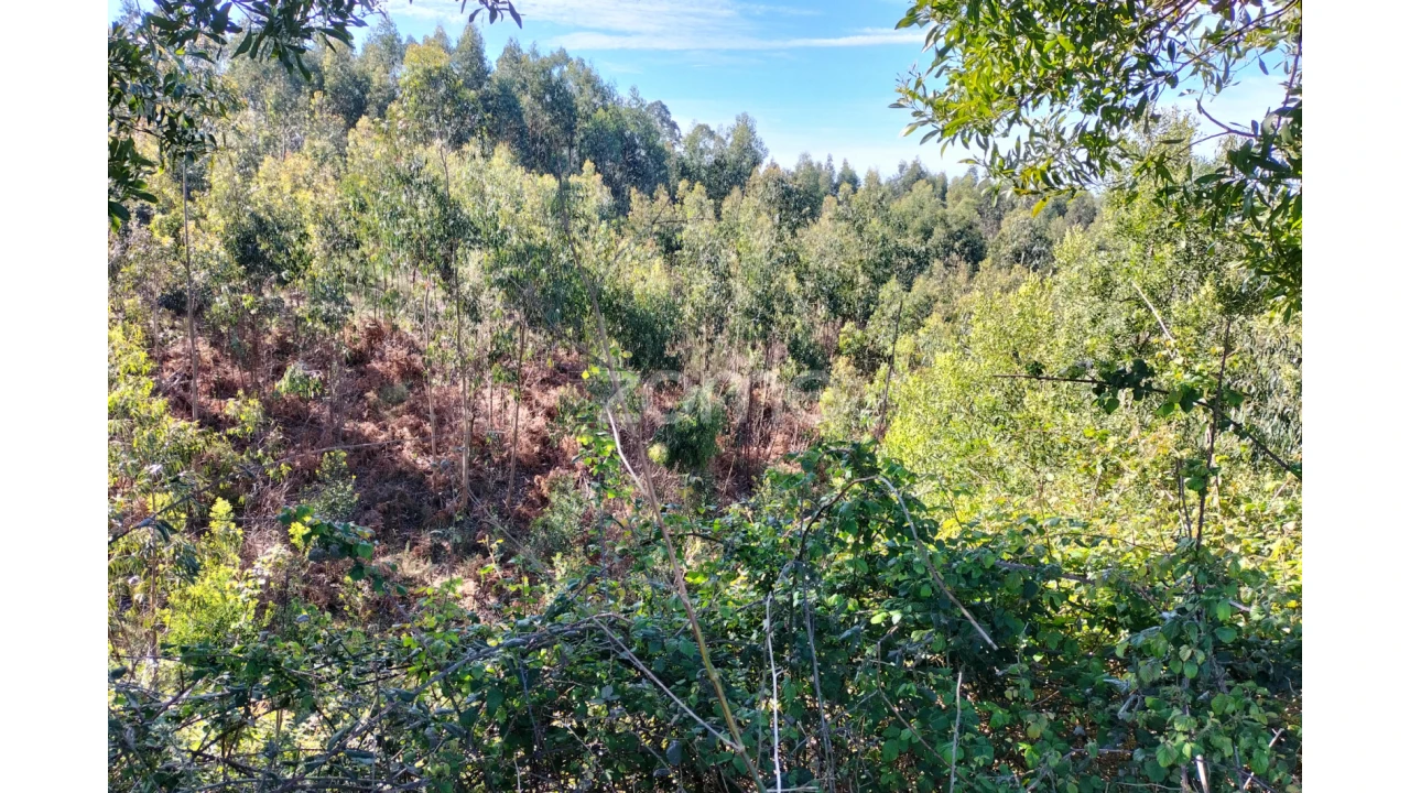Terreno para Venda em Guilhabreu Foto 1