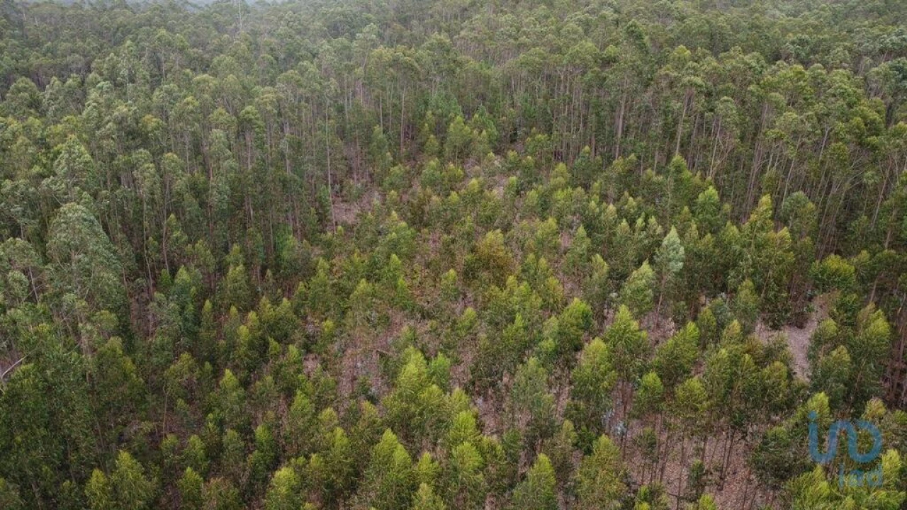 Terreno para Venda em Santiago e São Simão de Litém e Albergaria dos Doze Foto 15
