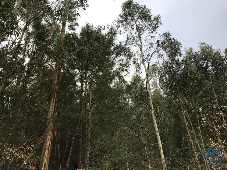 Terreno para Venda em Santiago e São Simão de Litém e Albergaria dos Doze Foto 2