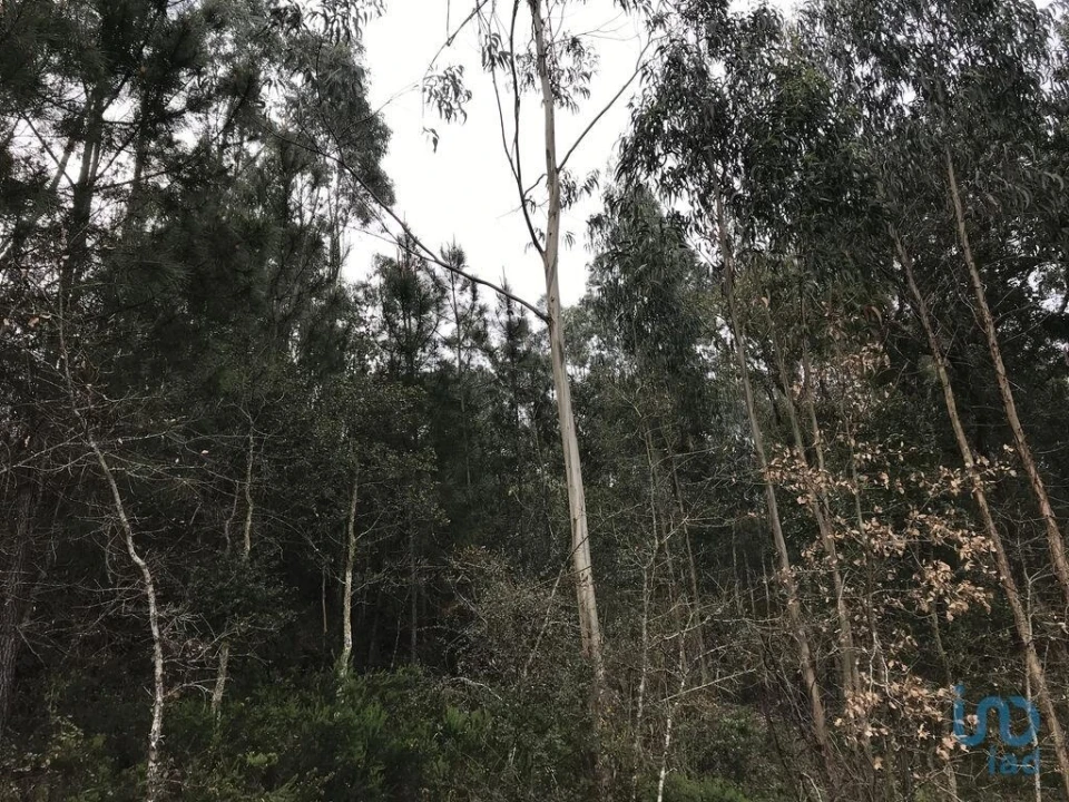 Terreno para Venda em Santiago e São Simão de Litém e Albergaria dos Doze Foto 3