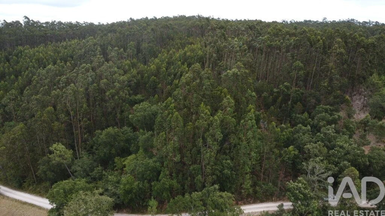 Terreno para Venda em Santiago e São Simão de Litém e Albergaria dos Doze Foto 17