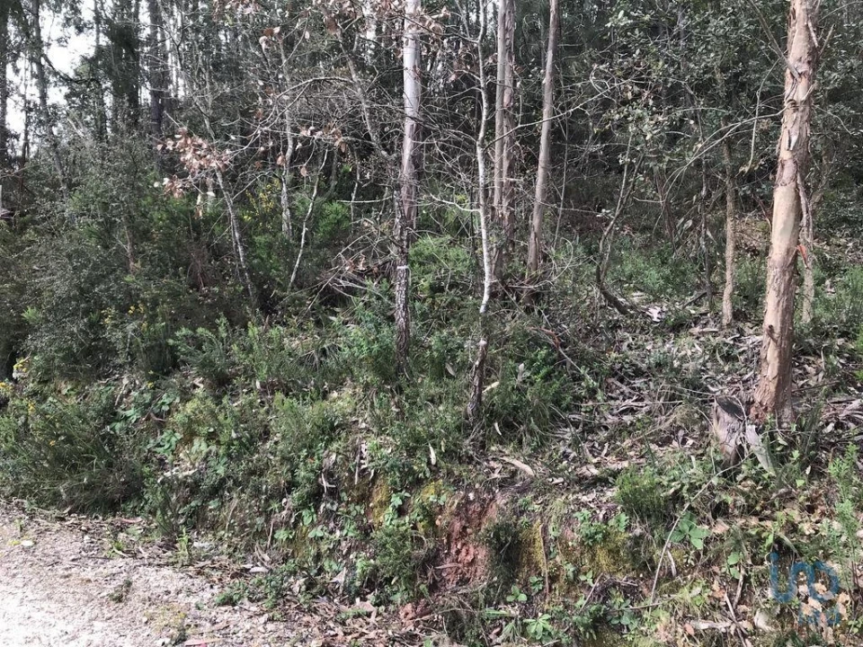 Terreno para Venda em Santiago e São Simão de Litém e Albergaria dos Doze Foto 10