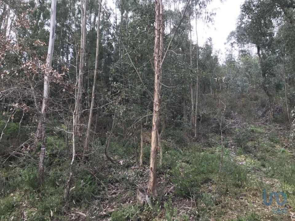 Terreno para Venda em Santiago e São Simão de Litém e Albergaria dos Doze Foto 12