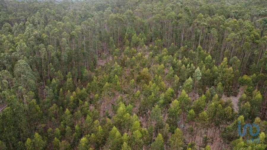Terreno para Venda em Santiago e São Simão de Litém e Albergaria dos Doze Foto 15