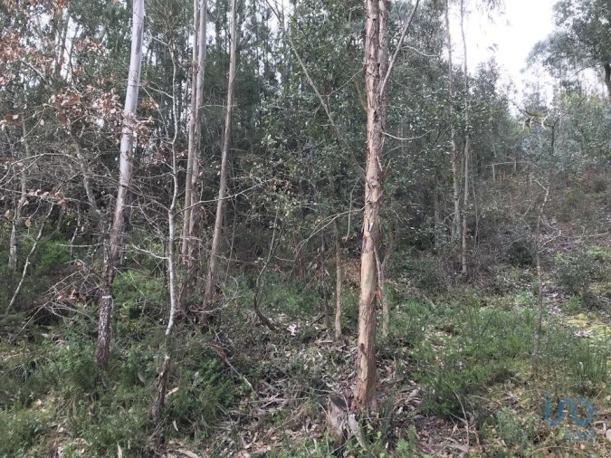Terreno para Venda em Santiago e São Simão de Litém e Albergaria dos Doze Foto 9