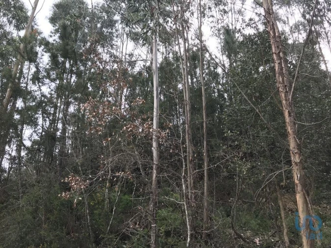 Terreno para Venda em Santiago e São Simão de Litém e Albergaria dos Doze Foto 5