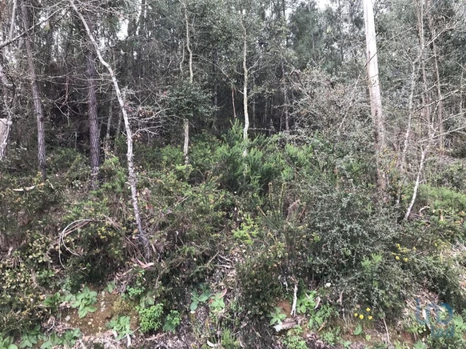 Terreno para Venda em Santiago e São Simão de Litém e Albergaria dos Doze Foto 6