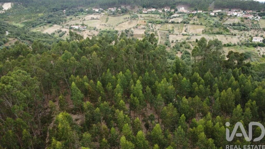 Terreno para Venda em Santiago e São Simão de Litém e Albergaria dos Doze Foto 16