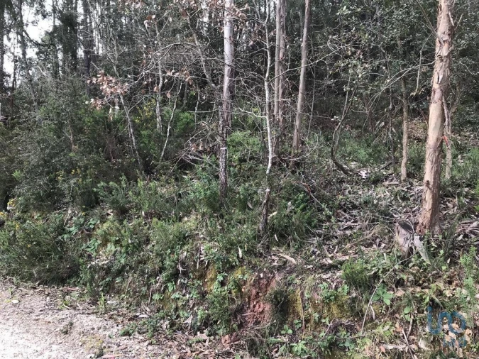 Terreno para Venda em Santiago e São Simão de Litém e Albergaria dos Doze Foto 10