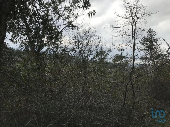 Terreno para Venda em Santiago e São Simão de Litém e Albergaria dos Doze Foto 11