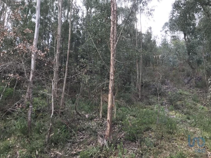 Terreno para Venda em Santiago e São Simão de Litém e Albergaria dos Doze Foto 12