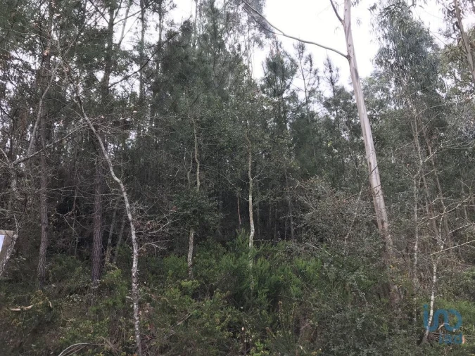 Terreno para Venda em Santiago e São Simão de Litém e Albergaria dos Doze Foto 7