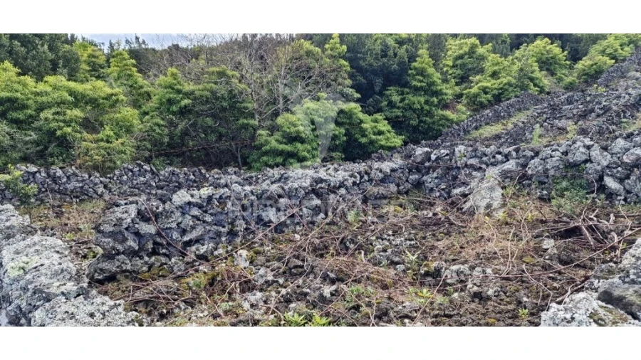 Terreno para Venda em Porto Martins Foto 8