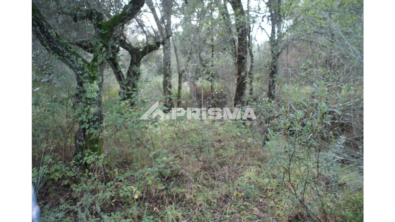 Terreno para Venda em Penamacor Foto 6