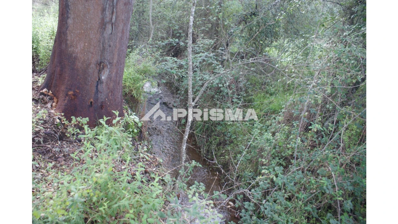 Terreno para Venda em Penamacor Foto 4