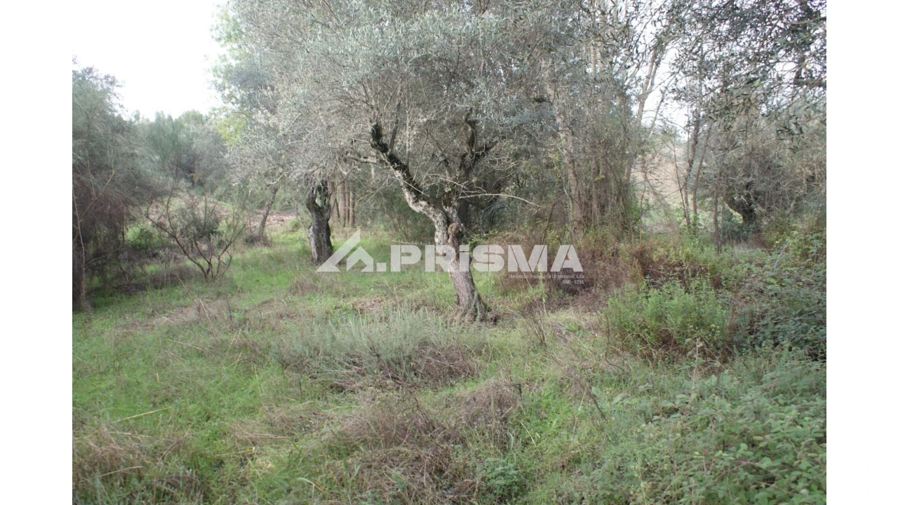 Terreno para Venda em Penamacor Foto 8