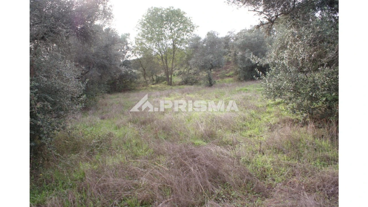 Terreno para Venda em Penamacor Foto 12