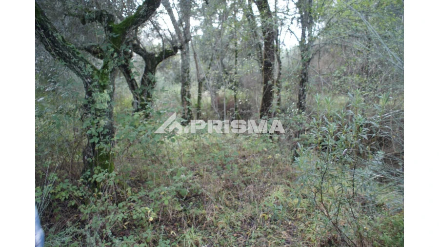 Terreno para Venda em Penamacor Foto 6