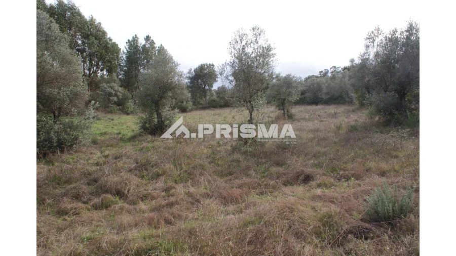 Terreno para Venda em Penamacor Foto 3