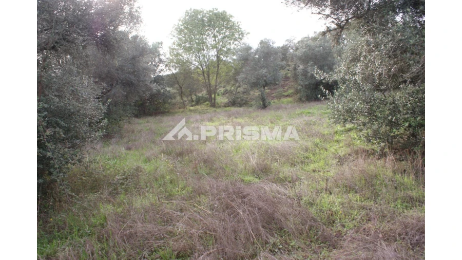 Terreno para Venda em Penamacor Foto 12