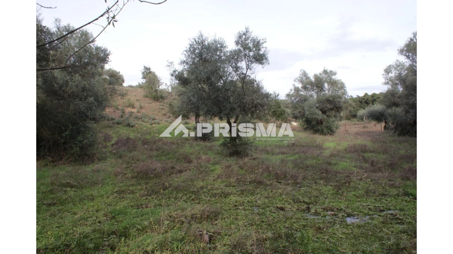 Terreno para Venda em Penamacor Foto 10