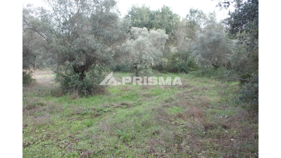 Terreno para Venda em Penamacor Foto 11