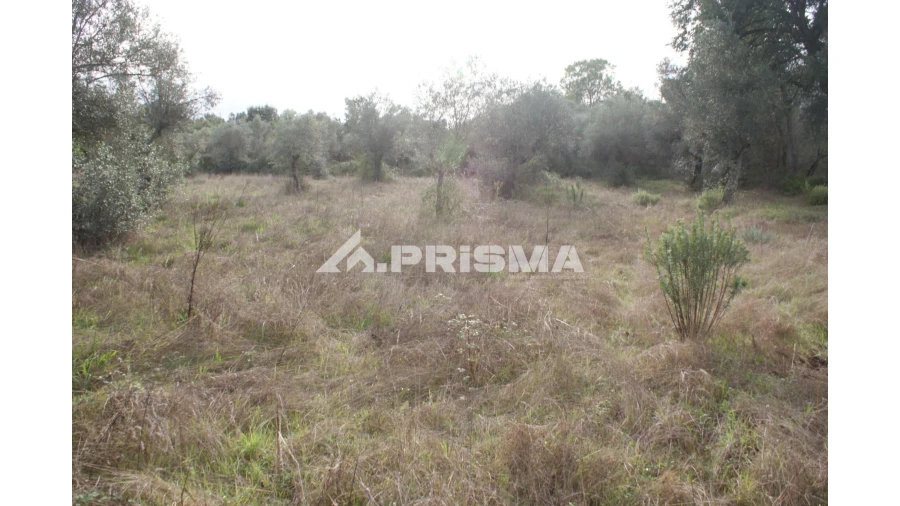 Terreno para Venda em Penamacor Foto 2
