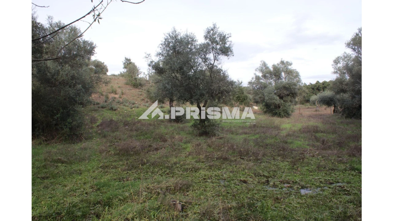 Terreno para Venda em Penamacor Foto 10