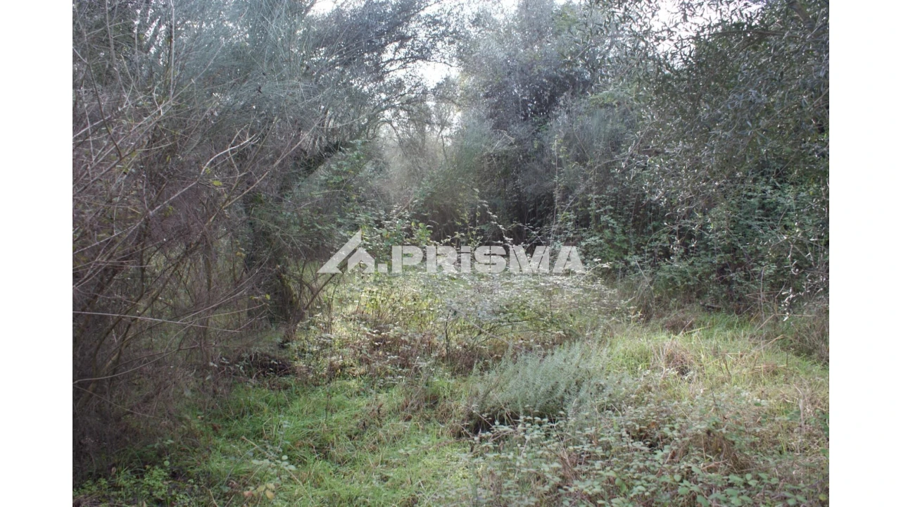 Terreno para Venda em Penamacor Foto 9
