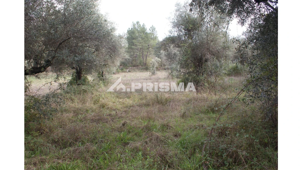 Terreno para Venda em Penamacor Foto 5
