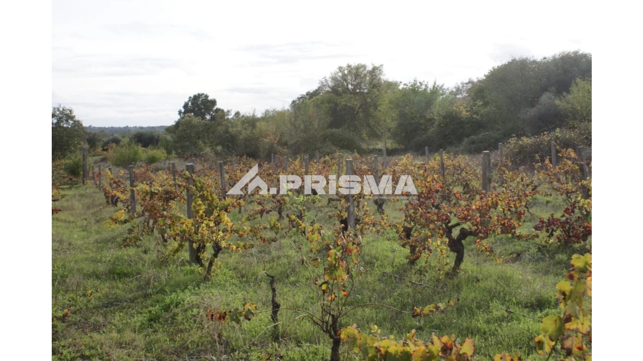 Terreno para Venda em Aranhas Foto 11